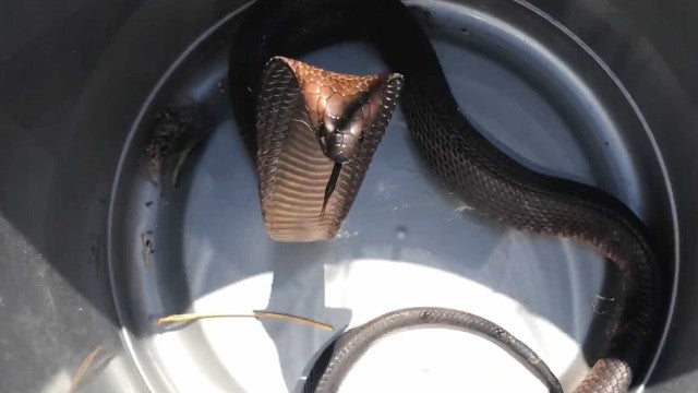 Piloto descobre cobra no cockpit em pleno voo e faz pouso de emergência