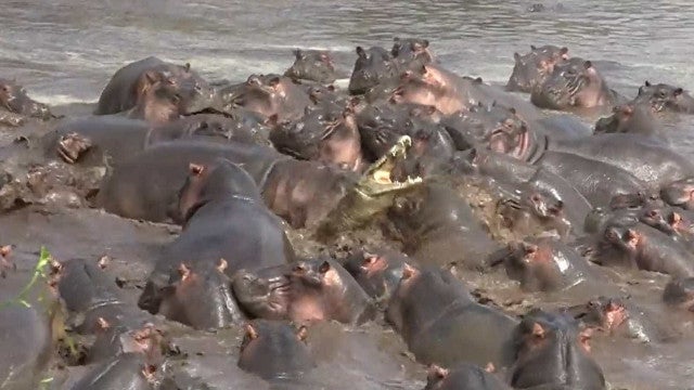 Homem sobrevive a ataque e conta: "Estava na garganta do hipopótamo"