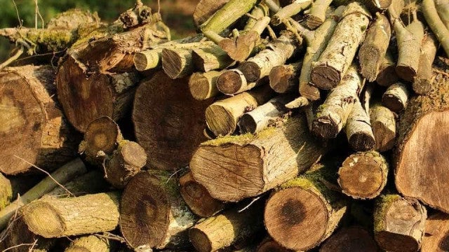 Multas por desmatamento na Amazônia aumentam 219% no 1º trimestre