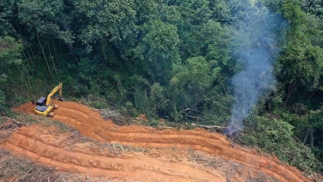 Destruição da Amazônia é fruto de organização criminosa, diz delegado Saraiva