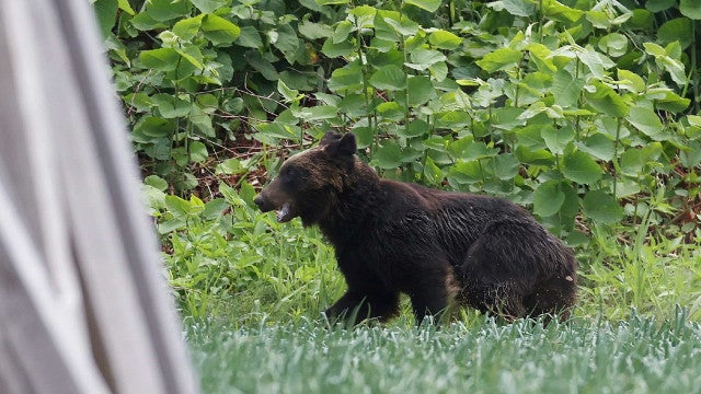 Itália captura ursa que matou alpinista e não sabe o que fazer com ela