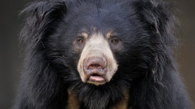 Urso mata homem de 26 anos que foi correr em floresta italiana