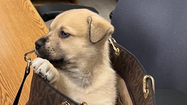 Cachorro atirado de janela de carro durante perseguição policial nos EUA