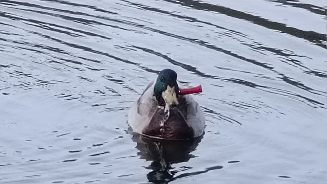 Pato selvagem levava ‘vida normal’ com faca cravada no pescoço. Confira!