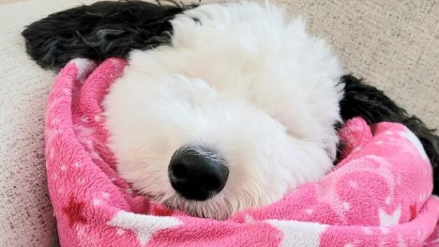 Esta cadela é a versão real do Snoopy e está ‘derretendo’ a web