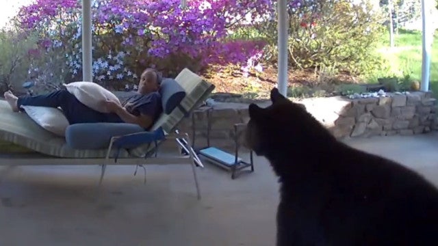 Urso invade terraço onde homem relaxava… e ambos se assustam. Ora veja