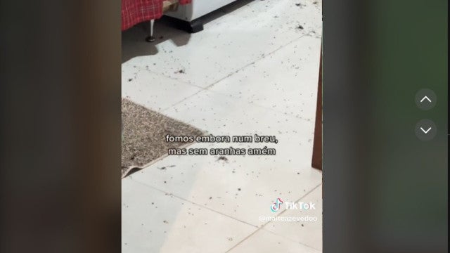 Casal aluga chalé para namorar, mas é ‘expulso’ por centenas de aranhas