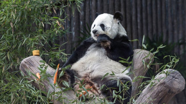 Panda gigante chinesa morre na Tailândia. Tinha 21 anos