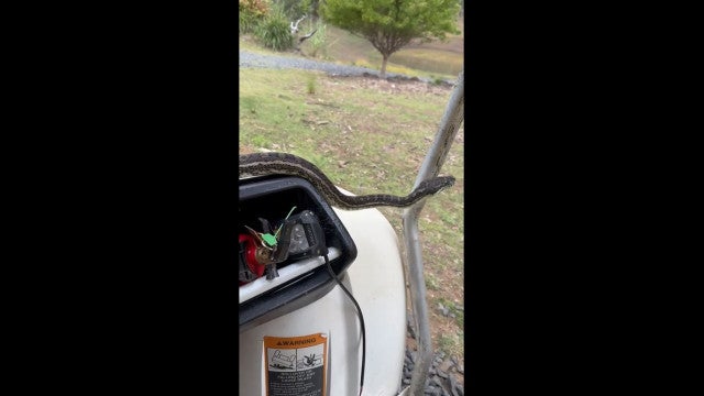Cobra acompanha agricultor australiano em seu trabalho. Ora veja