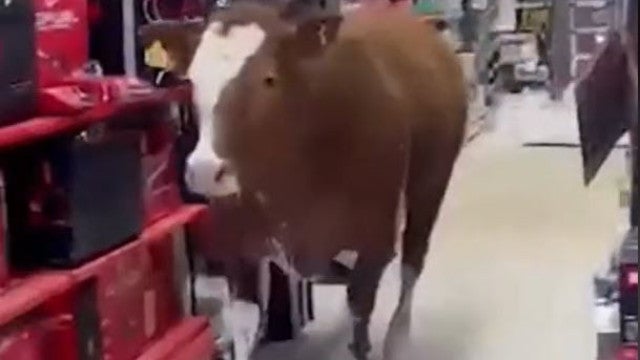 Elefante em loja de porcelanas? Não, vaca em loja de tintas. Veja!