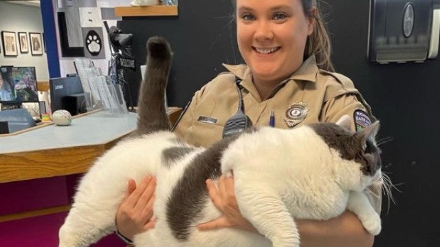 Gato pesa 4 vezes mais do que o normal (mas encontrou dono na internet)