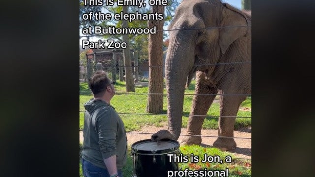 Viralizou! Elefante escuta baterista tocar e decidiu imitar