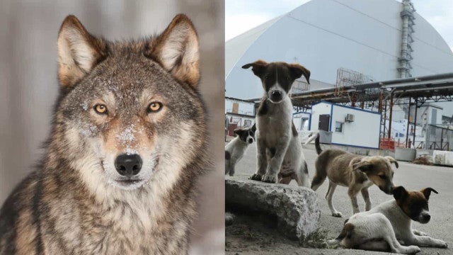 Os animais radioativos de Chernobyl