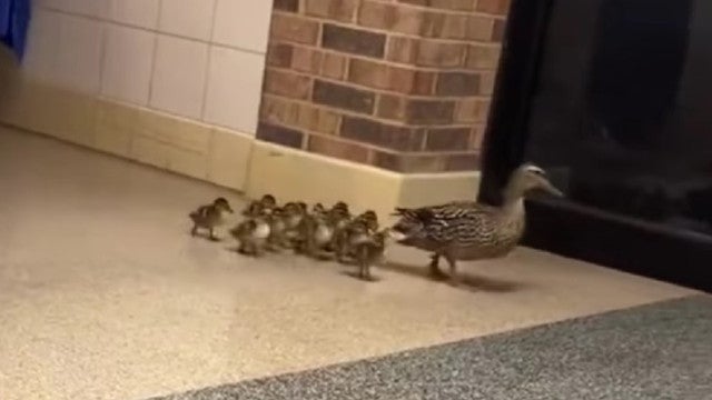 Patos recém-nascidos ‘desfilam’ em escola primária nos EUA. As imagens