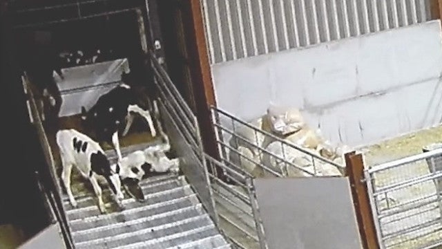 Criador de gado proibido de exercer pós gravações maltratando vacas