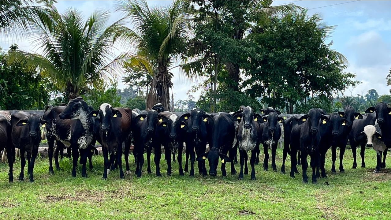 Governo de MT entrega novilhas para produtores de Terra Nova do Norte