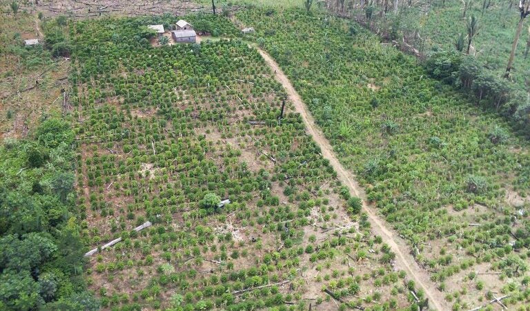 AGU consegue bloquear R$ 21 milhões de fazendeiro que desmatou 1,5 mil hectares em Mato Grosso