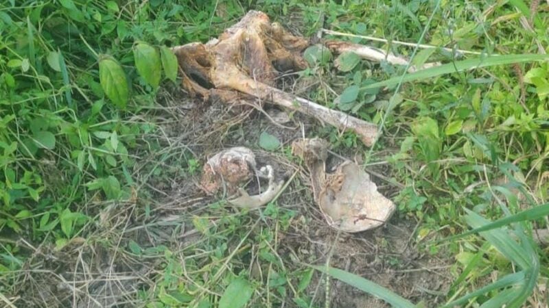 Polícia Civil localiza ossadas em cemitério clandestino em Peixoto de Azevedo