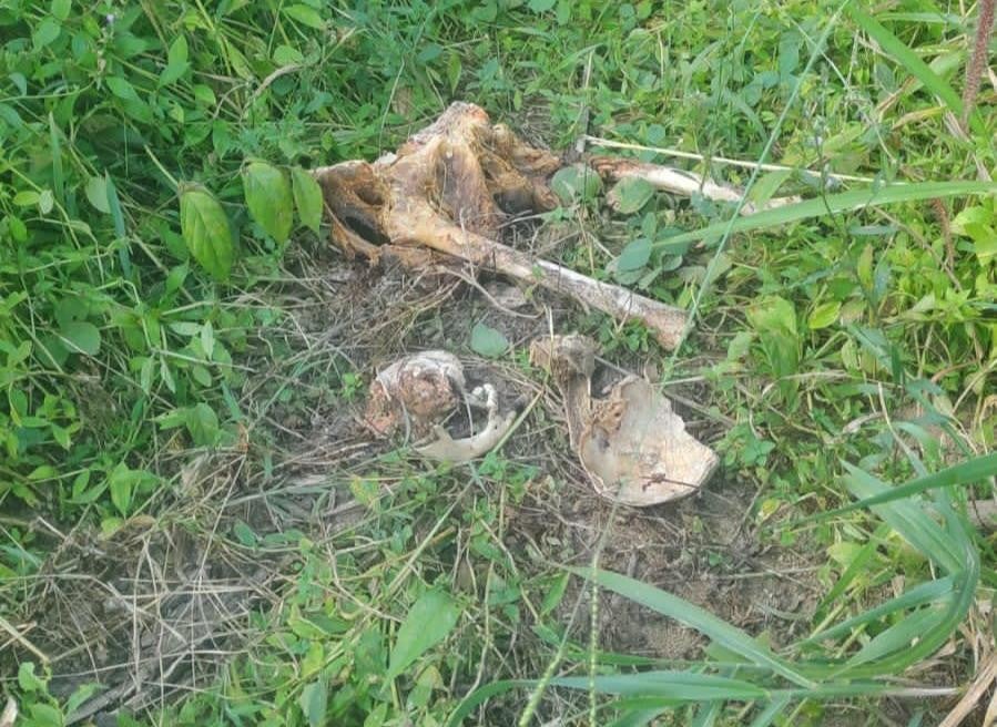 Polícia Civil localiza ossadas em cemitério clandestino em Peixoto de Azevedo