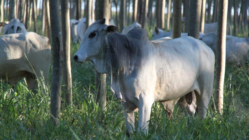 Champion e Universidade Federal de Goiás firmam parceria em novo Centro de Pesquisas para Nutrição e Saúde Animal