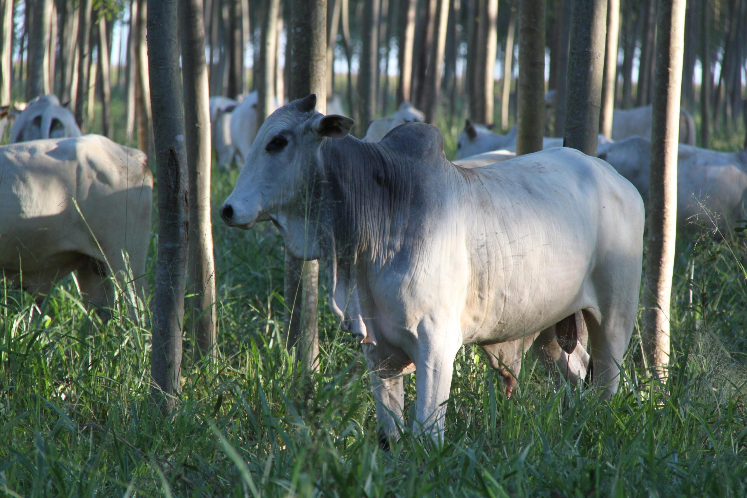 Champion e Universidade Federal de Goiás firmam parceria em novo Centro de Pesquisas para Nutrição e Saúde Animal