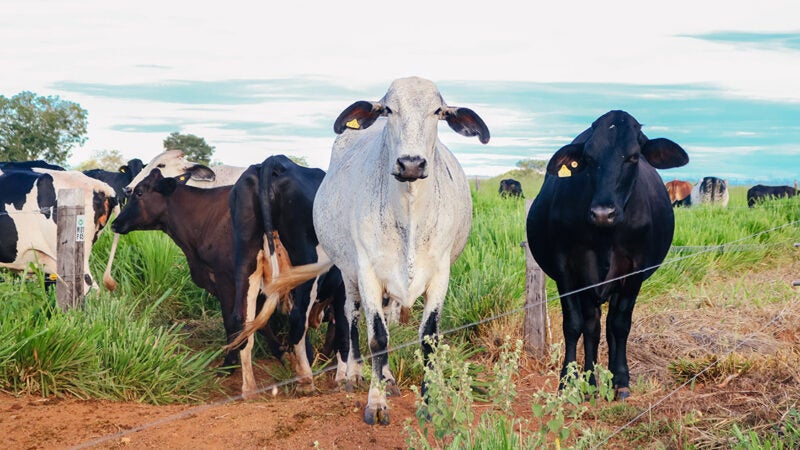 Campanha de atualização do estoque leiteiro em Mato Grosso começa hoje