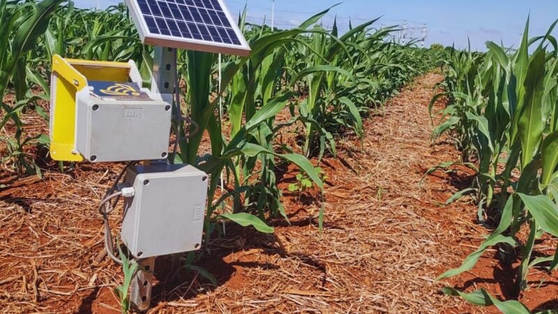 Detecção automatizada de pragas é a nova aliada no controle preventivo da cigarrinha do milho