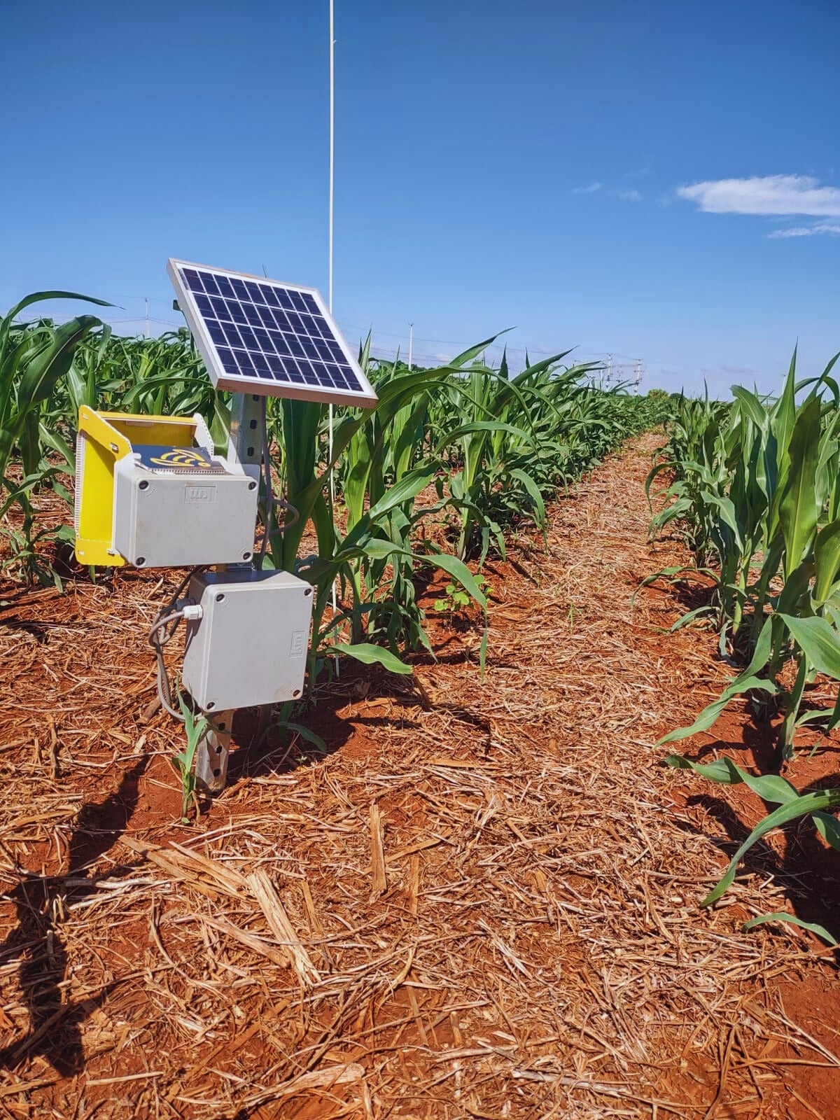 Detecção automatizada de pragas é a nova aliada no controle preventivo da cigarrinha do milho