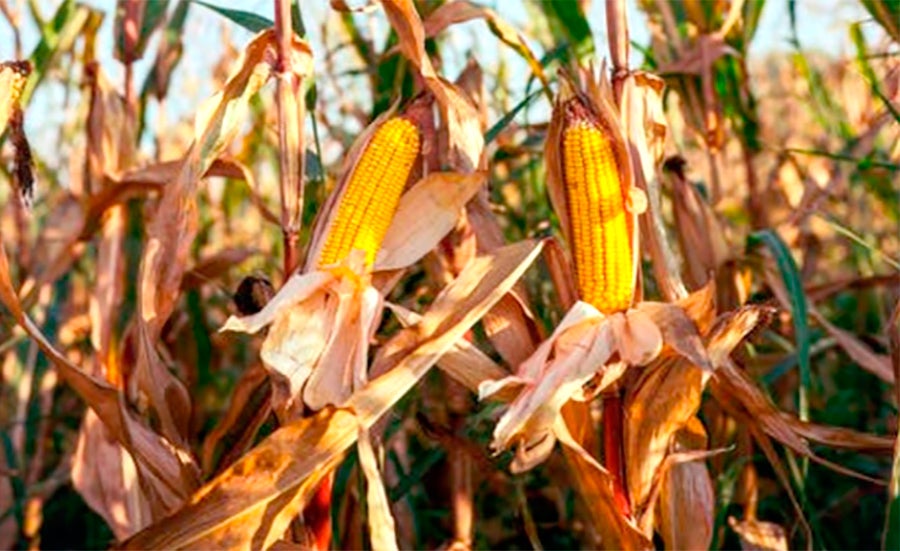 Cotação do milho disponível em Mato Grosso cai 3,8%