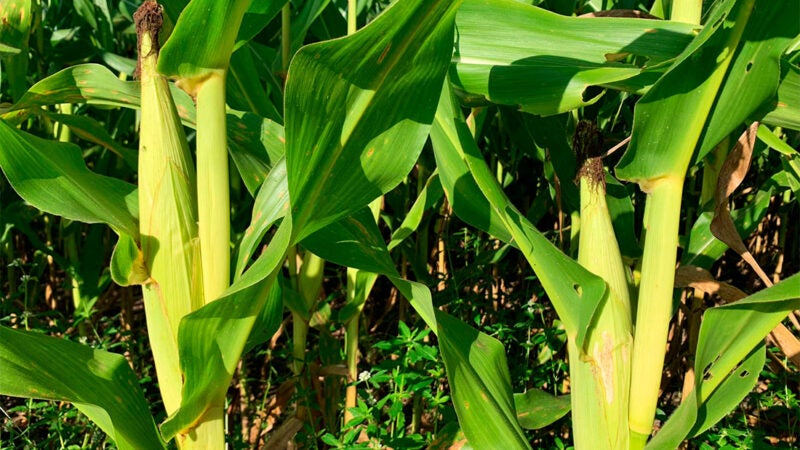 Custo de produção de milho em Mato Grosso tem leve queda
