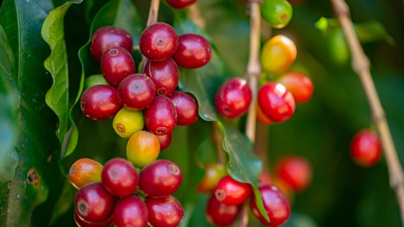 Fertilizante biotecnológico torna cafezal mais saudável e produtivo