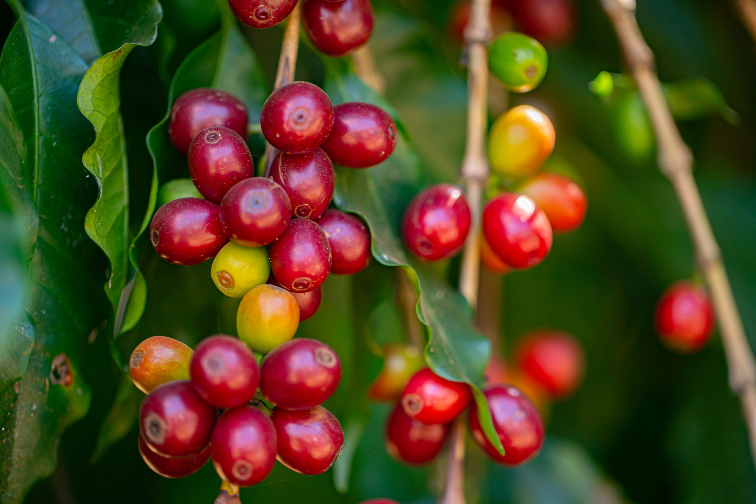 Fertilizante biotecnológico torna cafezal mais saudável e produtivo