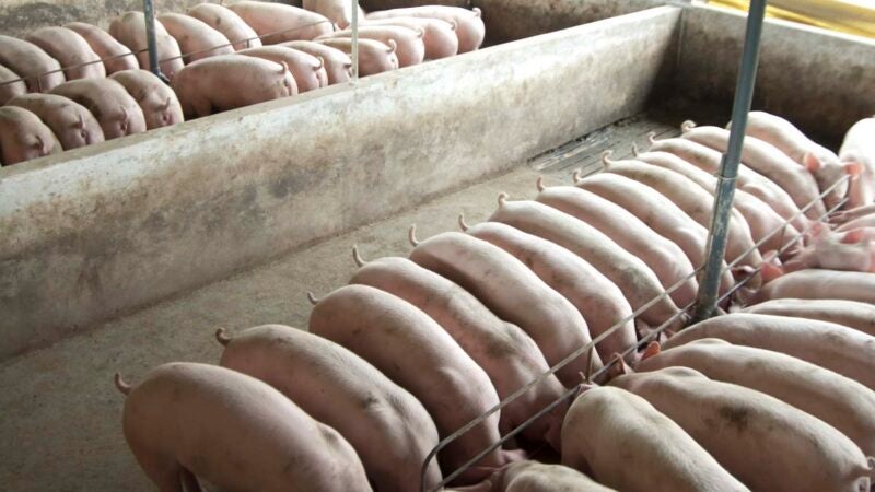 Prolapso uterino preocupa suinocultura mundial