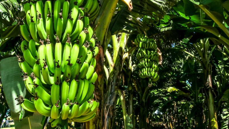 Bananicultura: adubo orgânico aumenta a produtividade e pode auxiliar na supressão de pragas e doenças