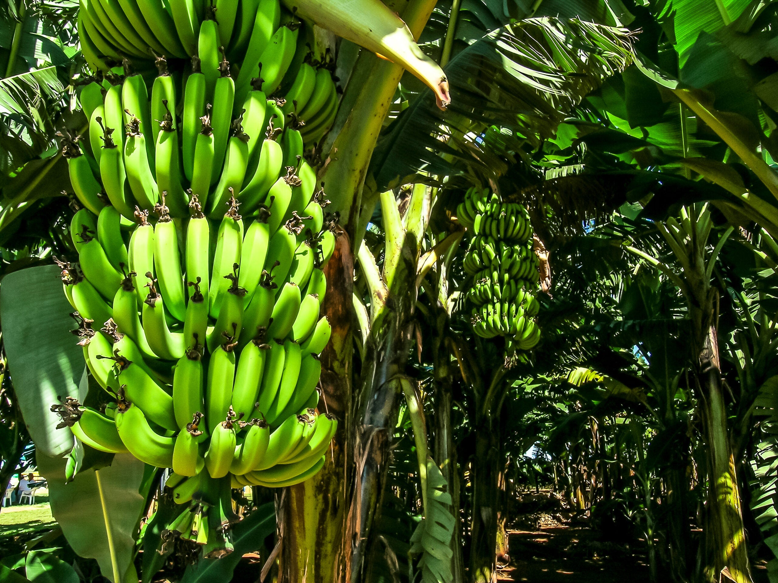 Bananicultura: adubo orgânico aumenta a produtividade e pode auxiliar na supressão de pragas e doenças
