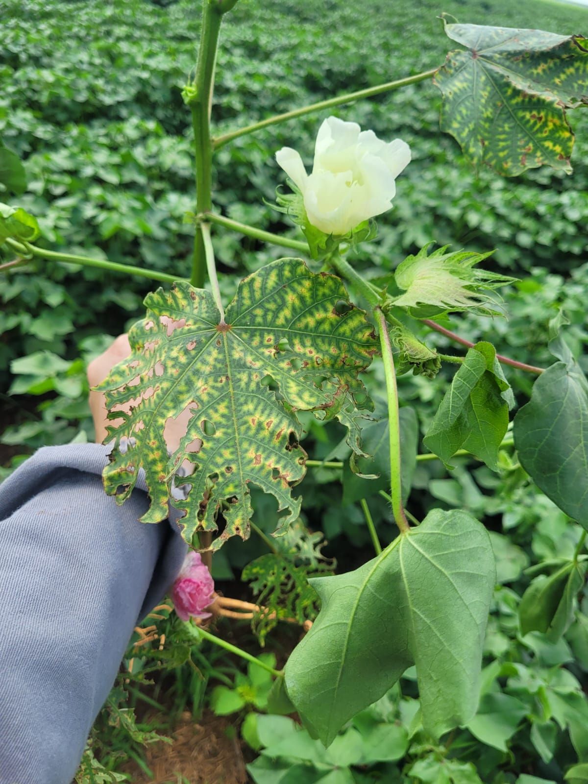 Diagnose assertiva de nematoide no algodão evita prejuízos