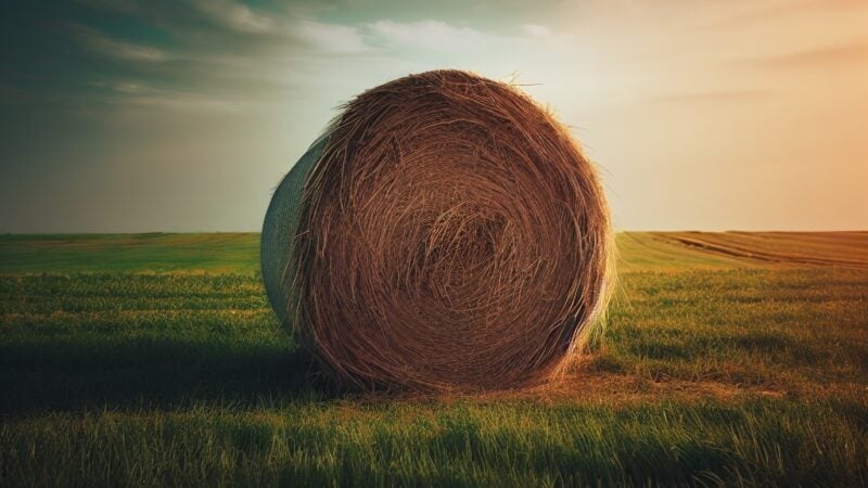 Conservação de forragem é fundamental no planejamento alimentar do rebanho