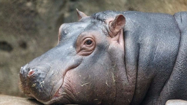 Bebê morre após canoa ser atingida por hipopótamo no Malawi