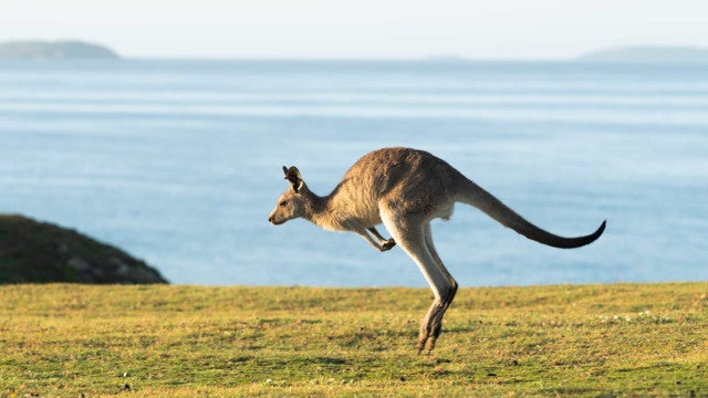 Austrália pode abater milhões de cangurus para evitar que morram de fome