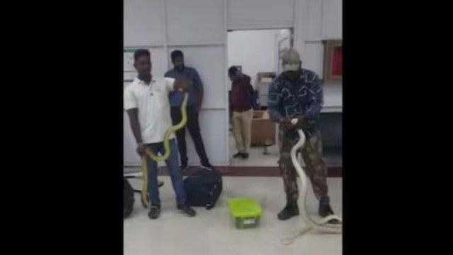 Mulher esconde 22 cobras na mala durante voo para a Índia. Ora veja