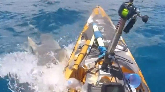Vídeo impressionante: Pescador escapa ileso de ataque de tubarão no Havaí