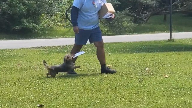 Cão carteiro? Animal faz as delícias dos vizinhos ao entregar cartas
