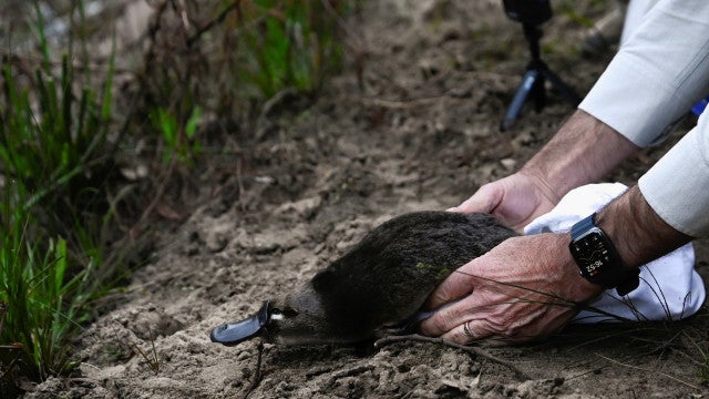 Ornitorrincos regressam a parque nacional australiano após meio século