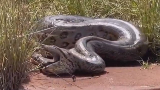Veja o momento em que uma anaconda ‘vomita’ outra cobra