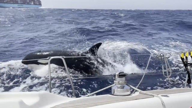 Casal é atacado por orcas durante passeio de barco próximo a Marrocos