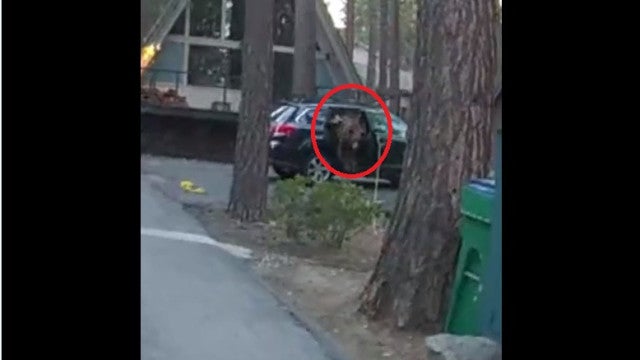 Polícia salva urso preso dentro de carro; veja as imagens