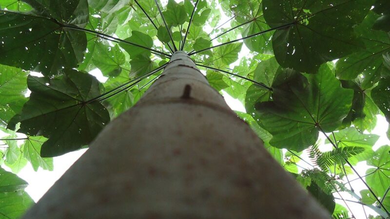 Pesquisa estuda folha da Amazônia para substituição do mercúrio na extração de ouro