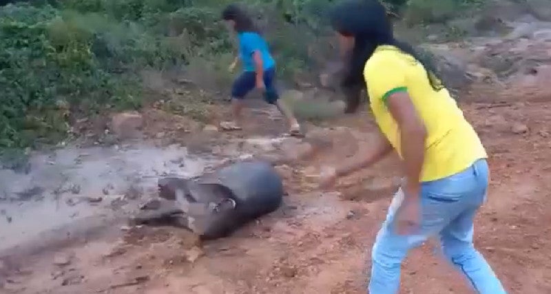 Indígenas dão risadas enquanto apedrejam e matam anta em zona rural de Sinop
