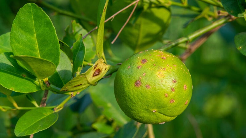 Em ano chuvoso, citricultor não pode baixar a guarda para o Cancro cítrico