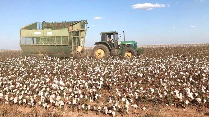 Venda de algodão em Mato Grosso chega a 66% da safra; produtores ‘travam’ novas vendas